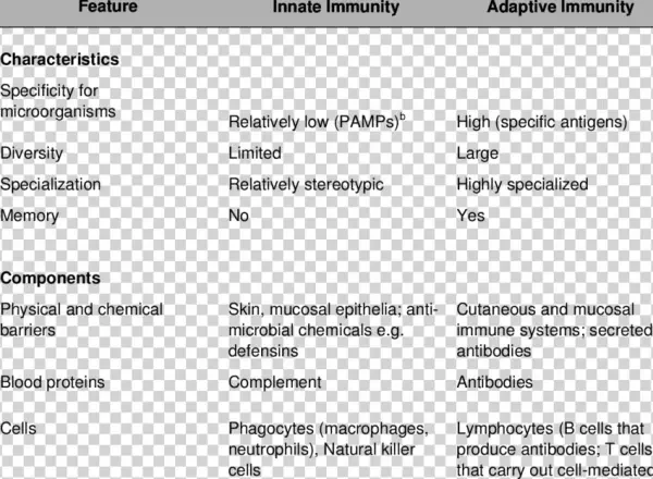 Features Of Innate And Adaptive Immunity A