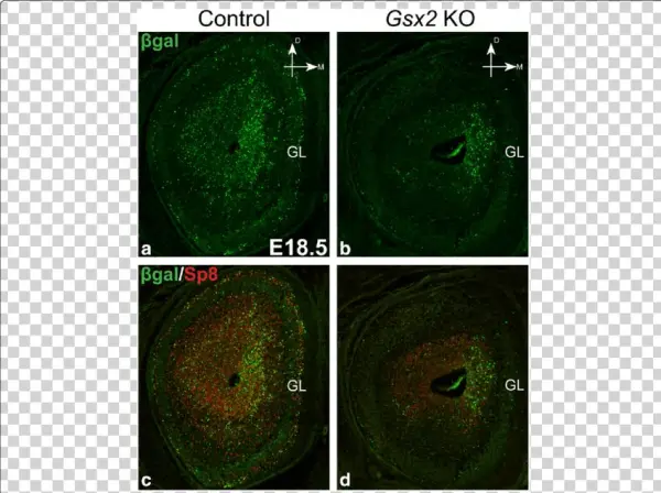 Gsx2 Germline Knockout Impairs The Generation Of Septum