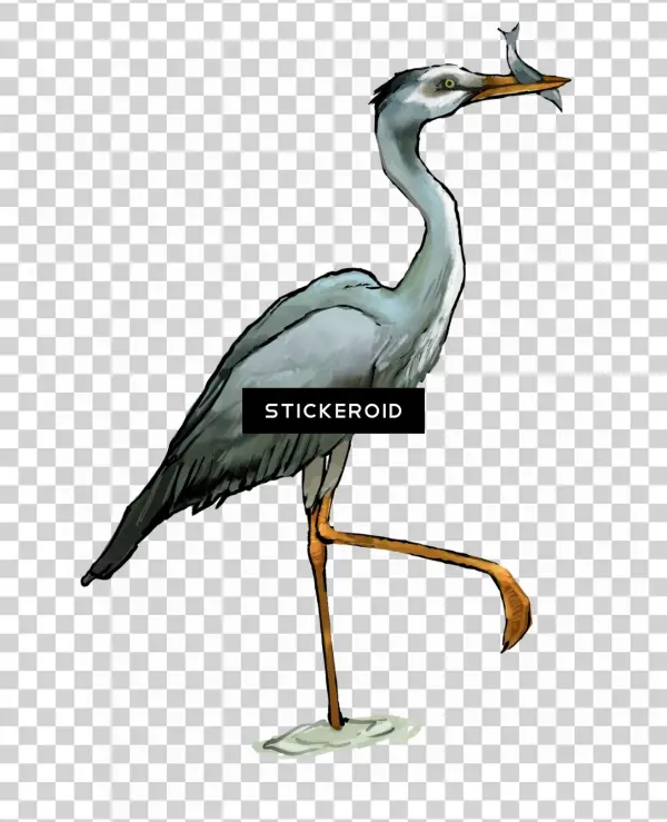 Heron Birds