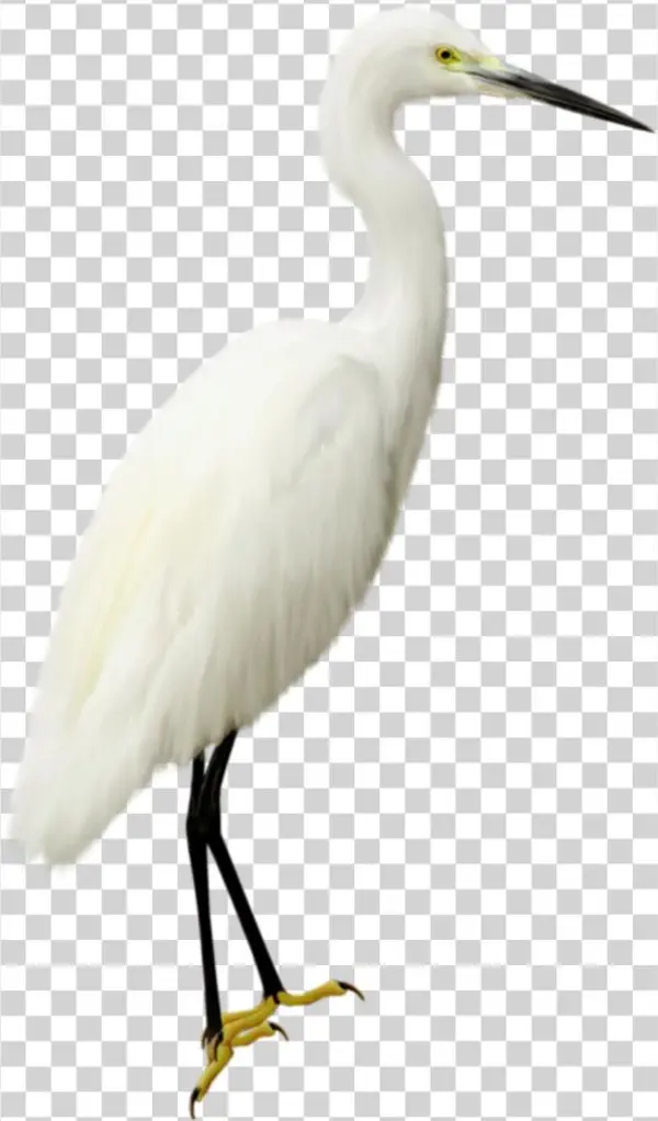 Heron Transparent Png