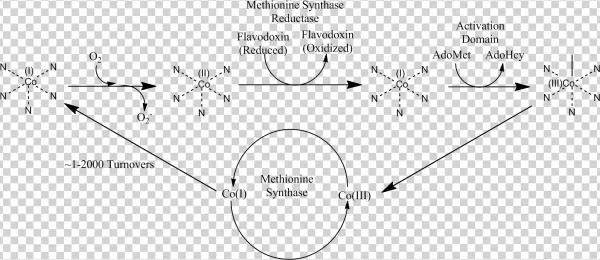 Methionine Synthase Reductase Pathway
