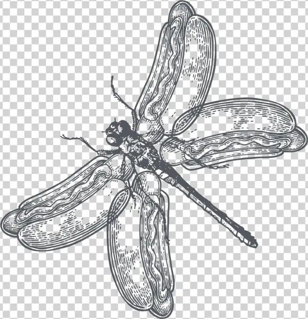 The Hopper Dragon Hotdog Fly