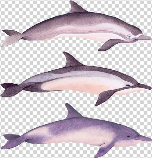 Dolphins
