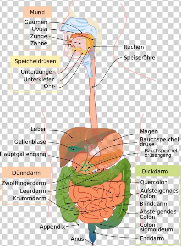 Life Cycle Of Cockroach Wikipedia Pictures