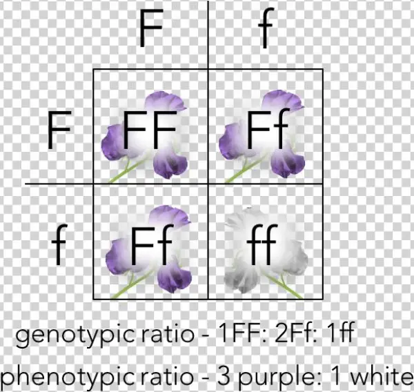 Punnett Square Of A Monohybrid Cross