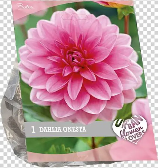 7200 Dahlia Onesta Per 1 Urban Flowers - Dahlia