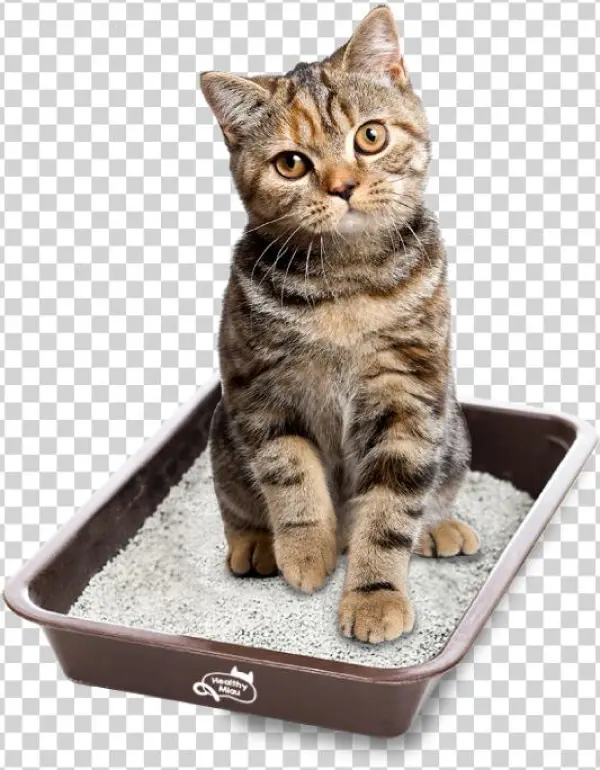 Conócenos - Healthy Miau Arena