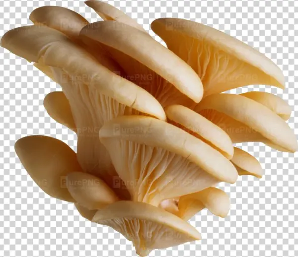 Mushroom Transparent