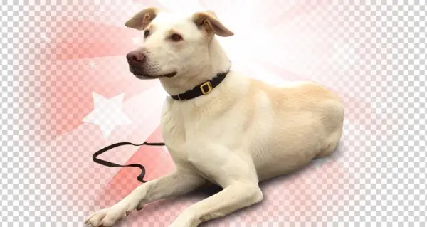 American Pets Png Pluspng - Companion Dog