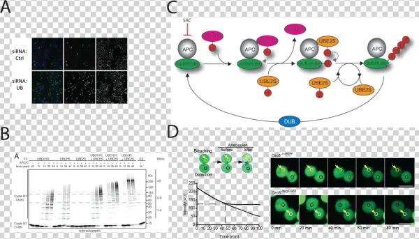 Ashok Venkitaraman - Diagram