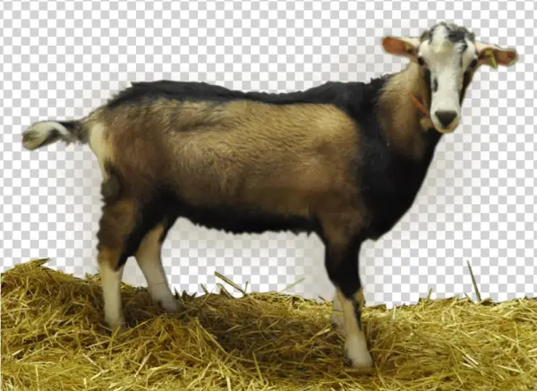 Buck Information - Goat