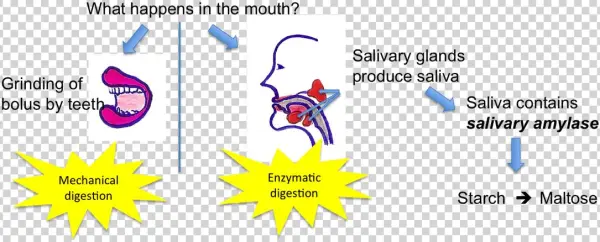 Picture - Happens To Food In The Mouth