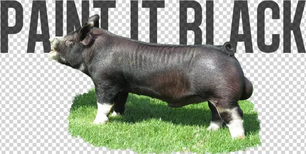 Shotgun X Willis - Domestic Pig