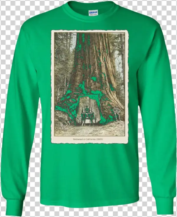 Vintage Redwood Forest , California Redwoods Trees