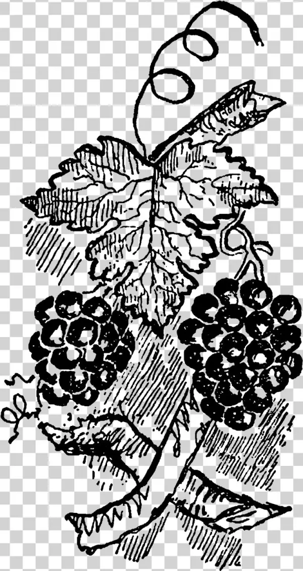 Digital Grapes Download - Illustration