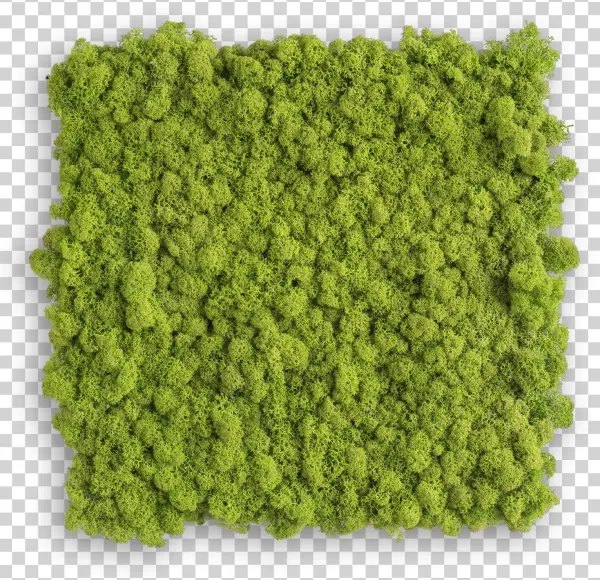 Rendiermos Schilderij 35 Cms X 35 Cms Mg - Stylegreen Islandmoos