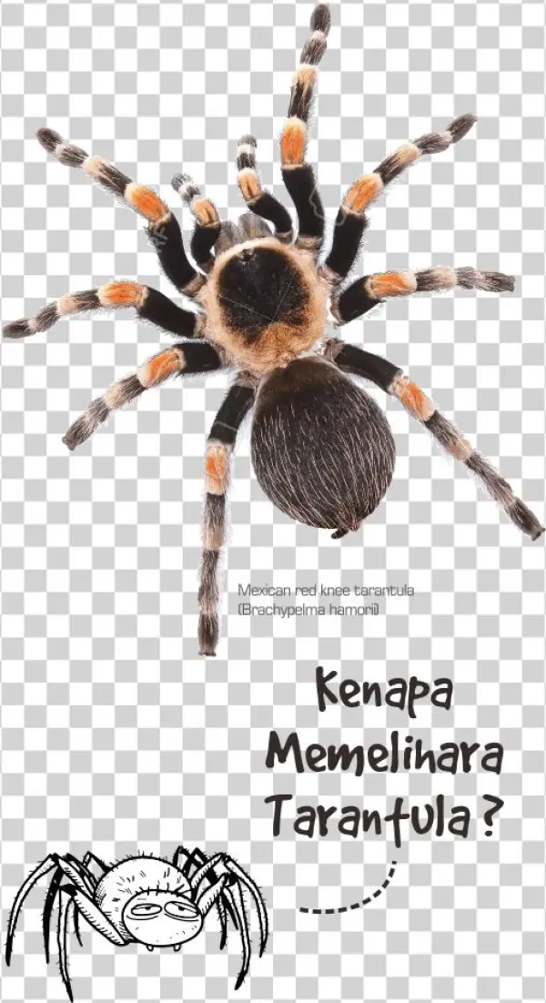 1 - Cómo Dibujar Una Tarántula