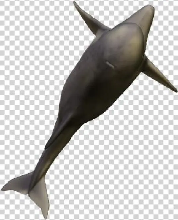 49k Dolphin06 Kpl - Wholphin