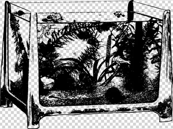 Aquarium Goldfish Coloring Book