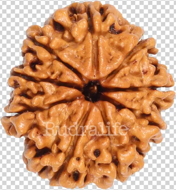 Click To Zoom - Chocolate