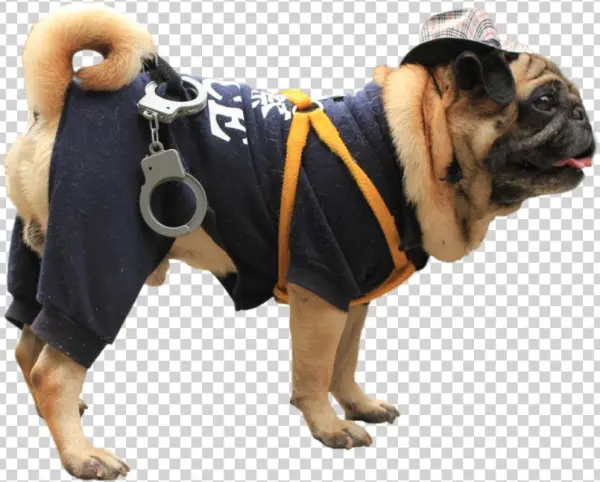 Related Wallpapers - Pug