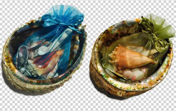 S816045815669149969 P31 I1 W2000 - Mussel