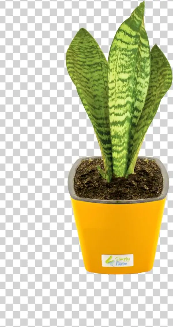 694 X 1023 2 - Flowerpot