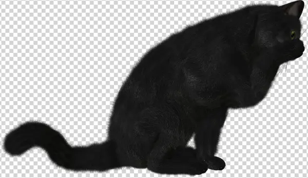 Cat Png - Черная Кошка Png