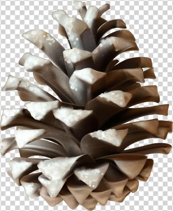 Conifer Cone