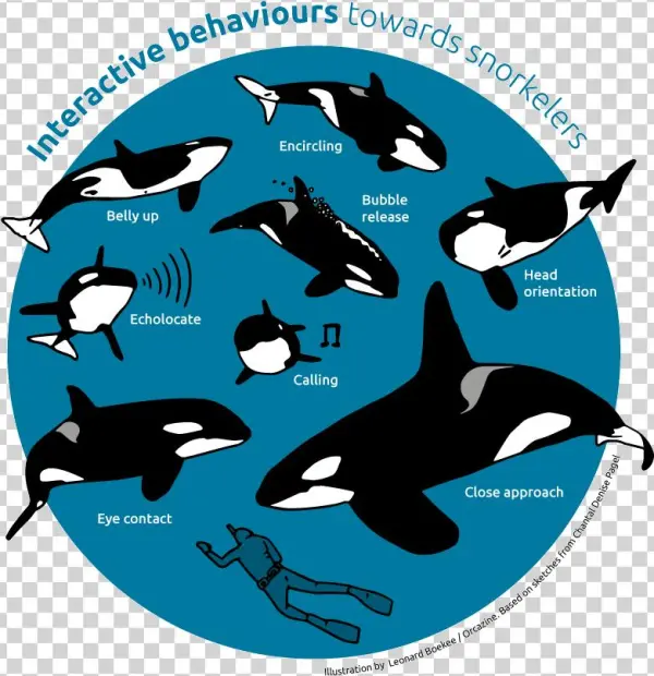 Face To Face With A Marine Apex Predator - Dolphin