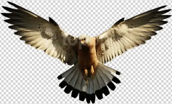 Free Png Images - Eagle Png