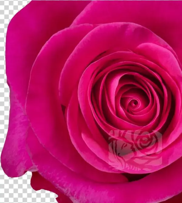 Hot Pink Roses - Floribunda