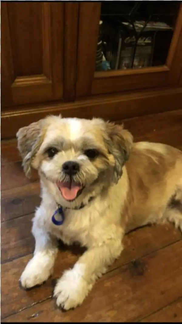 Photo Of Fitzie ~ Shih Tzu X - Pekapoo