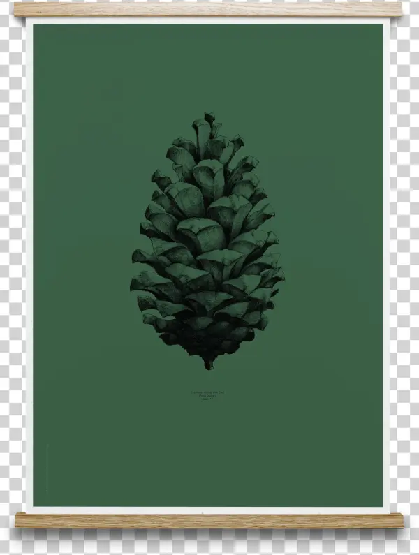 Pinecone Drawing Nature