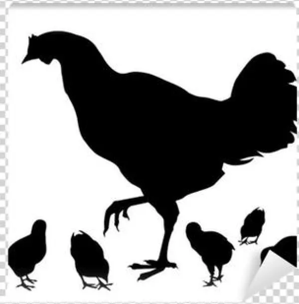 Roster Black & White