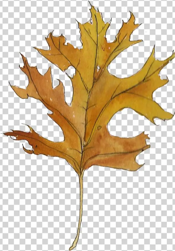 Welcome To The Library - Gambel Oak