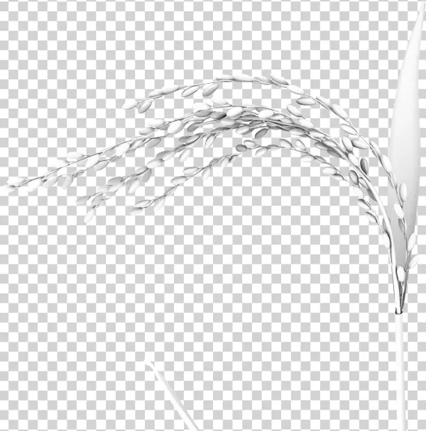 131 Oryza 02 Lit - Sketch