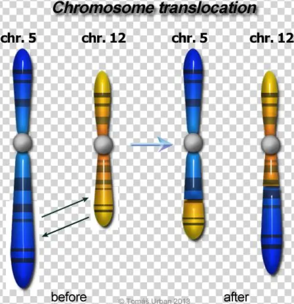 666 - Reciprocal And Nonreciprocal Translocation