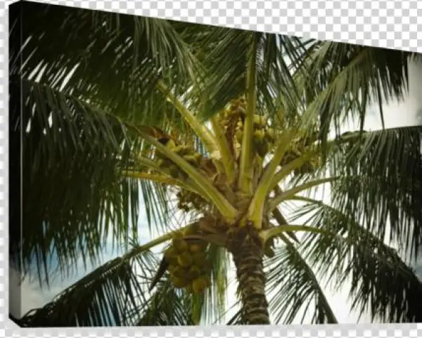 Coconut Palm Canvas Print - Coconut
