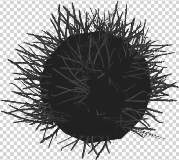 Diadem Sea Urchin - Equinodermos Erizo De Mar