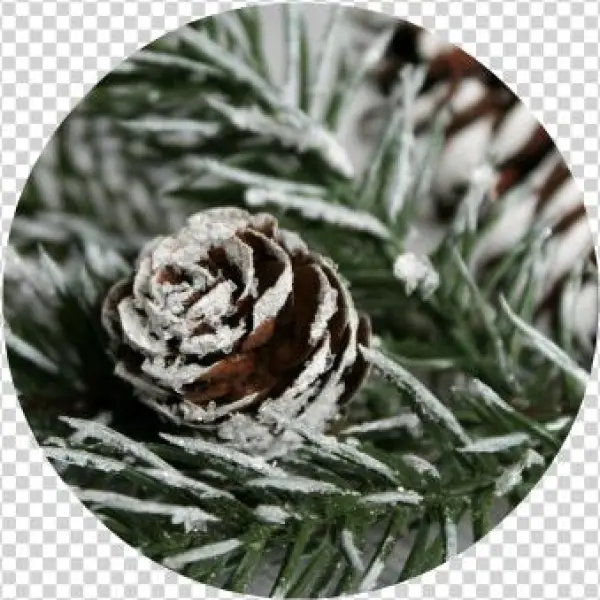 Diy Snow Covered Branches And Pinecones - Song Sparrow