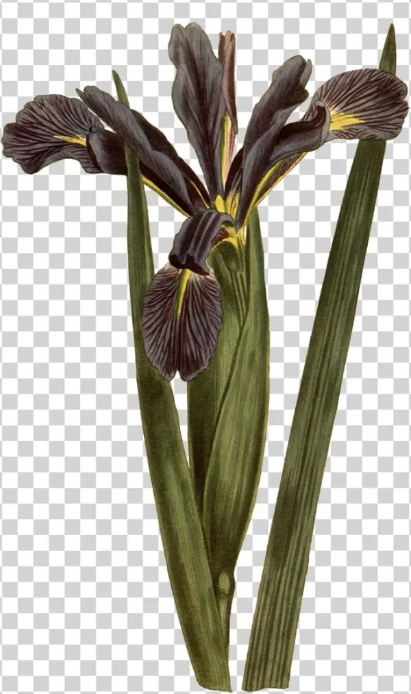 Download At - Botany