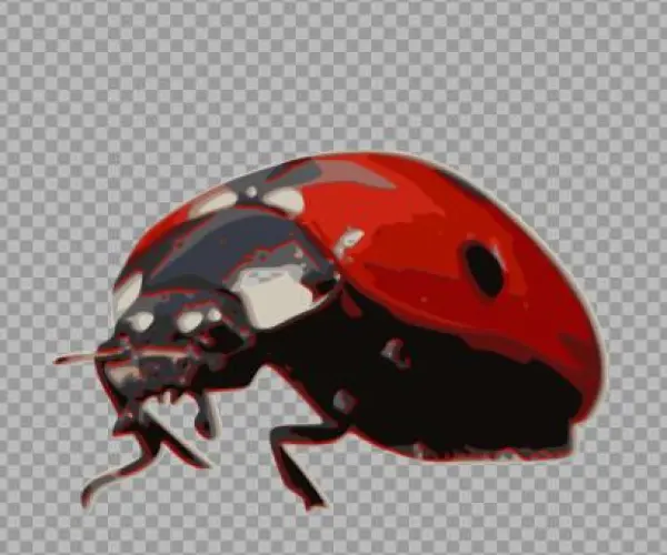 Ladybird Beetle Seven-spot Ladybird Animal Drawing - Ladybird A Vertebrate Or Invertebrate