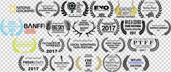 Laurels - Palmer Morse