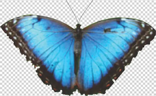 Mariposa 7