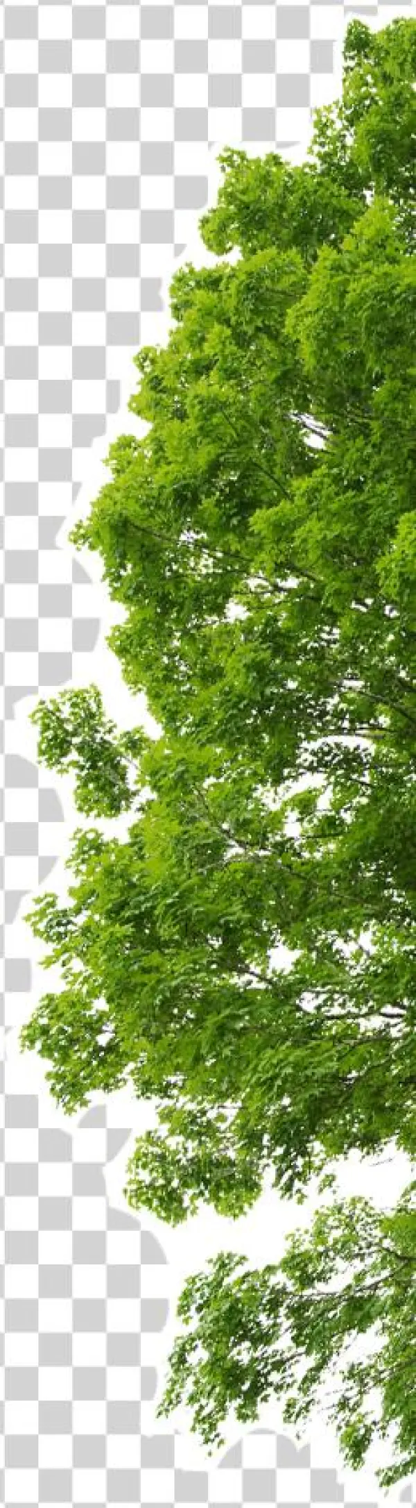 Minerio Ferro Bg Arvore - Canoas