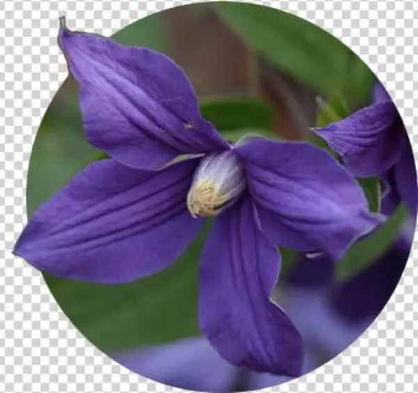 Single Dark Purple Clematis Bloom At The Rogerson Clematis - The Rogerson Clematis Garden