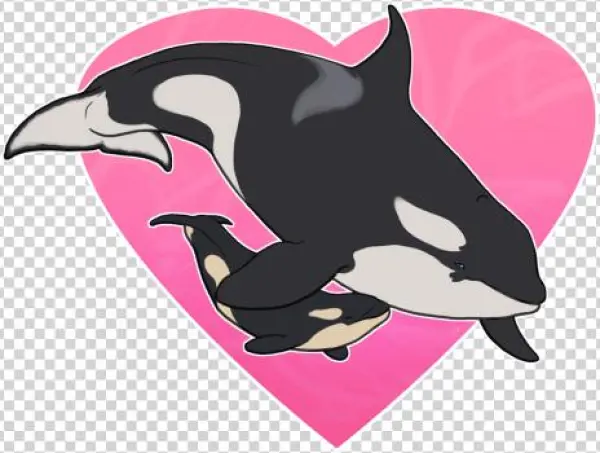 Tumblr Njsyal1jbt1r2elf0o1 500 - Whales