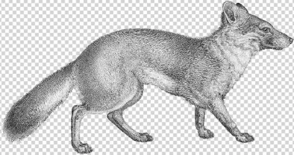 Vulpes Littoralis Transparent Background - Transparent Background