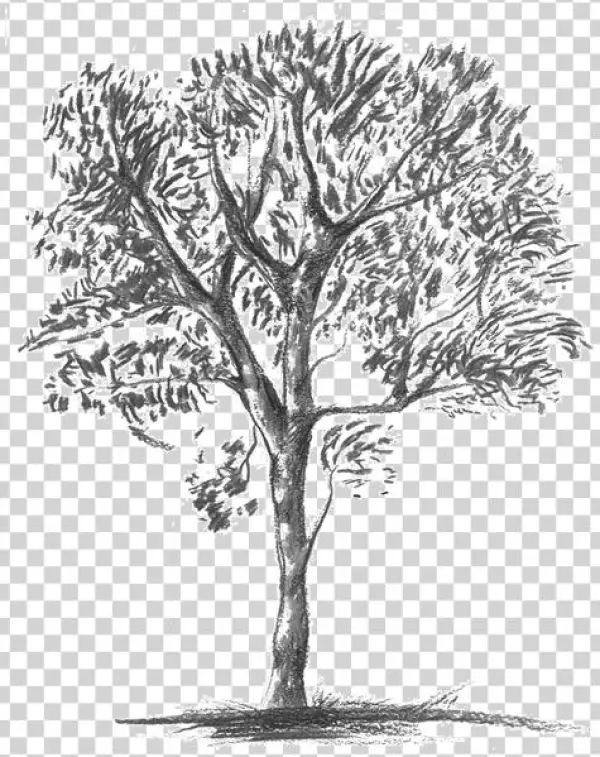 Knobthorn-grey - Mexican Pinyon